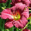 Hemerocallis ×hybrida Pardon Me