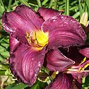 Hemerocallis ×hybrida Purple Passage