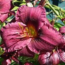 Hemerocallis ×hybrida Purple Rain