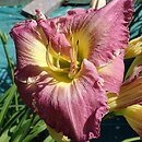 Hemerocallis ×hybrida Roaring Rapids
