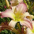 Hemerocallis ×hybrida Serdeczny Uśmiech Alicji