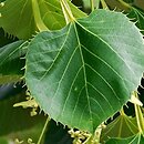 Tilia henryana (lipa Henry'ego)