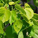 Tilia ×europaea Vella Aurea