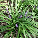Liriope muscari Majestic