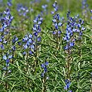 Lupinus angustifolius (łubin wąskolistny)