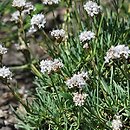 Gypsophila petraea (łyszczec skalny)