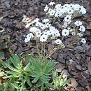 Gypsophila paniculata Danfestar