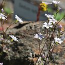 Gypsophila bungeana