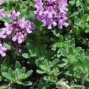 Thymus doerfleri (macierzanka Doerflera)