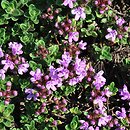 Thymus praecox ssp. arcticus (macierzanka wczesna arktyczna)