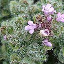 Thymus pseudolanuginosus (macierzanka wełnista)