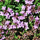 Thymus intermedius