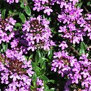 Thymus longidens var. lanicaulis