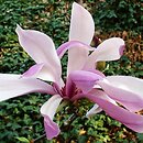 Magnolia Ricky