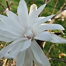 Magnolia ×loebneri Powder Puff