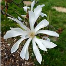 Magnolia stellata Rosea