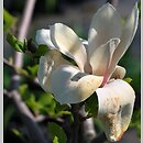Magnolia Red Lucky