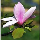 Magnolia Full Eclipse