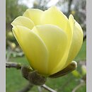 Magnolia Maxine Merrill