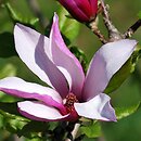Magnolia Orchid