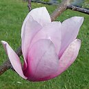 Magnolia Pink Beauty x Genie