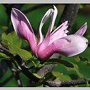 Magnolia Royal Crown