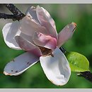 Magnolia Satisfaction