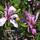 Magnolia Susan