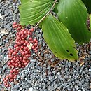 Smilacina racemosa (majówka groniasta)