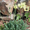 Papaver miyabeanum