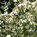 Asperula (marzanka)