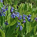 Mertensia virginica (mertensja wirginijska)