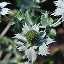 Eryngium giganteum (mikołajek olbrzymi)