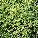 Microbiota decussata (mikrobiota syberyjska)