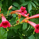 Campsis (milin)