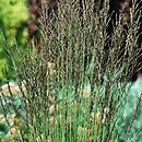 Eragrostis elliottii (miłka Elliotta)
