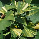 Ginkgo biloba Leda