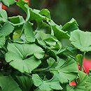 Ginkgo biloba Peve Maribo