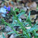 Pulmonaria longifolia (miodunka długolistna)