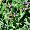 Pulmonaria Majeste