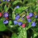 Pulmonaria Samurai