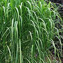 Miscanthus sinensis Jubilaris