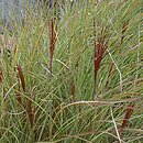 Miscanthus sinensis Morning Light