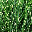 Miscanthus sinensis Strictus