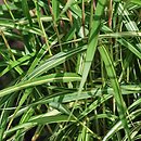 Miscanthus oligostachyus (miskant skąpouszkowy)