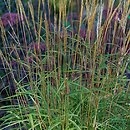 Miscanthus oligostachyus Nanus Variegatus