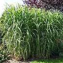 Miscanthus ×giganteus (miskant olbrzymi)