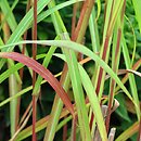 Miscanthus sinensis Radków