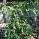 Larix kaempferi Diana