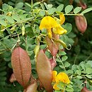 Colutea (moszenki)